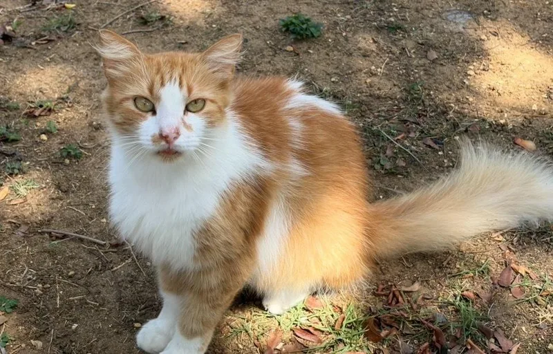 Simba thumbnail 2