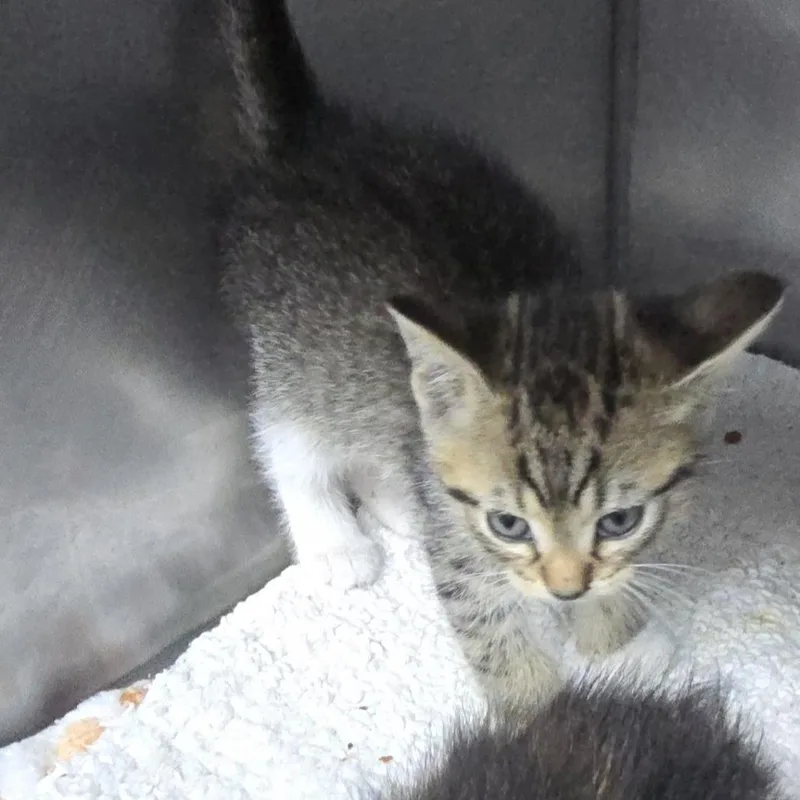 A baby small-sized male Brown / Chocolate Domestic Short Hair cat named Thumper for adoption in Yanceyville, NC