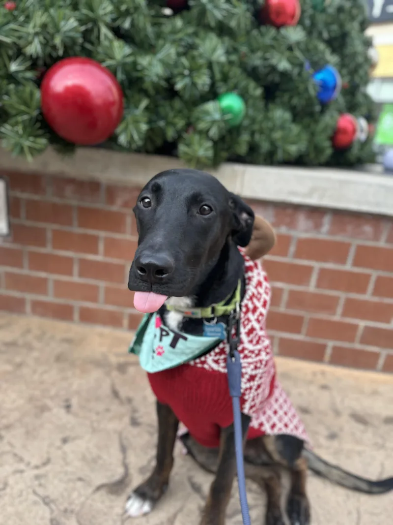 A young medium-sized male Black Belgian Shepherd / Malinois dog named Archie for adoption in Roswell, GA