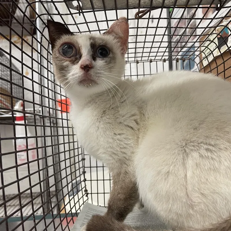 An adult medium-sized female Cream / Ivory Domestic Short Hair cat named Spicy Mayo for adoption in Edinburg, TX