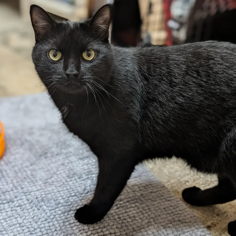 An adult medium-sized male Black Domestic Short Hair cat named Jello Reduced Fee for adoption in Jefferson, WI