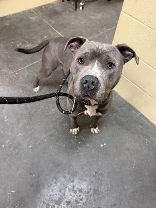 Megabucks thumbnail 2