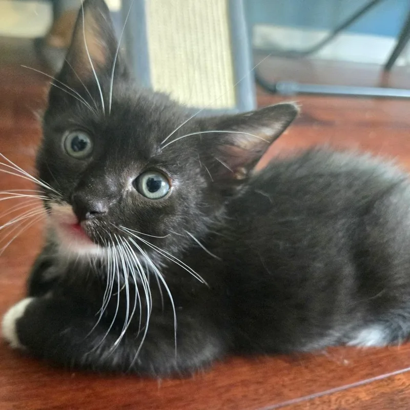 A baby small-sized male Black Domestic Short Hair cat named Honeysuckle Vine for adoption in Austin, TX