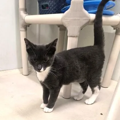 A baby medium-sized male Gray & White Domestic Short Hair cat named Tap for adoption in Phoenixville, PA