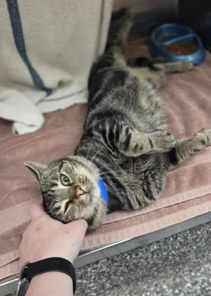 An adult large-sized male Domestic Short Hair cat named Dino Nugget for adoption in Westland, MI