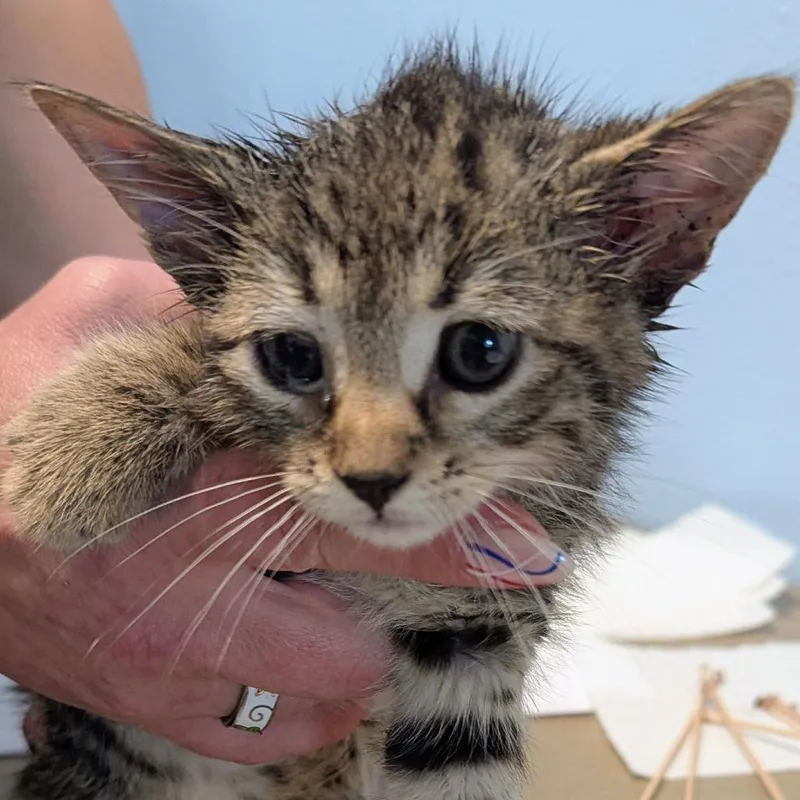 A baby small-sized male Brown / Chocolate Domestic Short Hair cat named Will Furrell for adoption in Brighton, MO