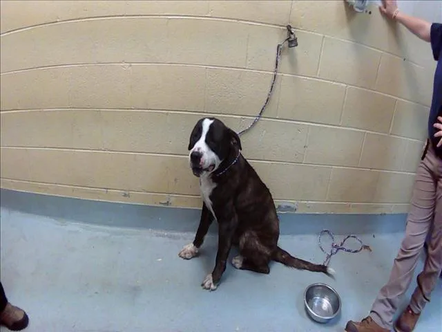 An adult large-sized male Mastiff dog named Mike for adoption in Tulsa, OK