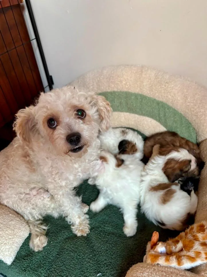 An adult small-sized female White / Cream Poodle dog named Filipa for adoption in Los Angeles, CA