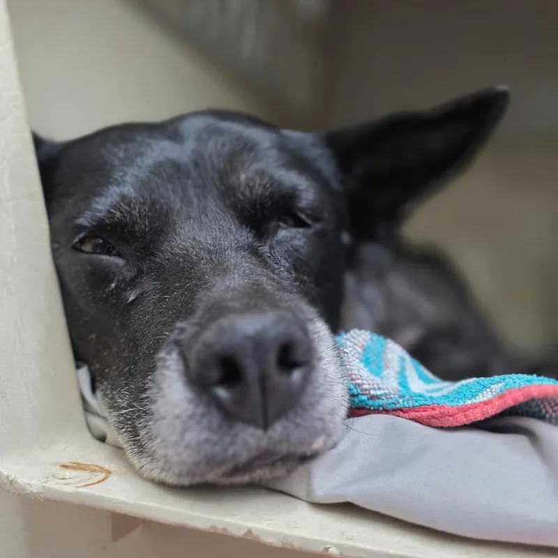Trixie thumbnail 6
