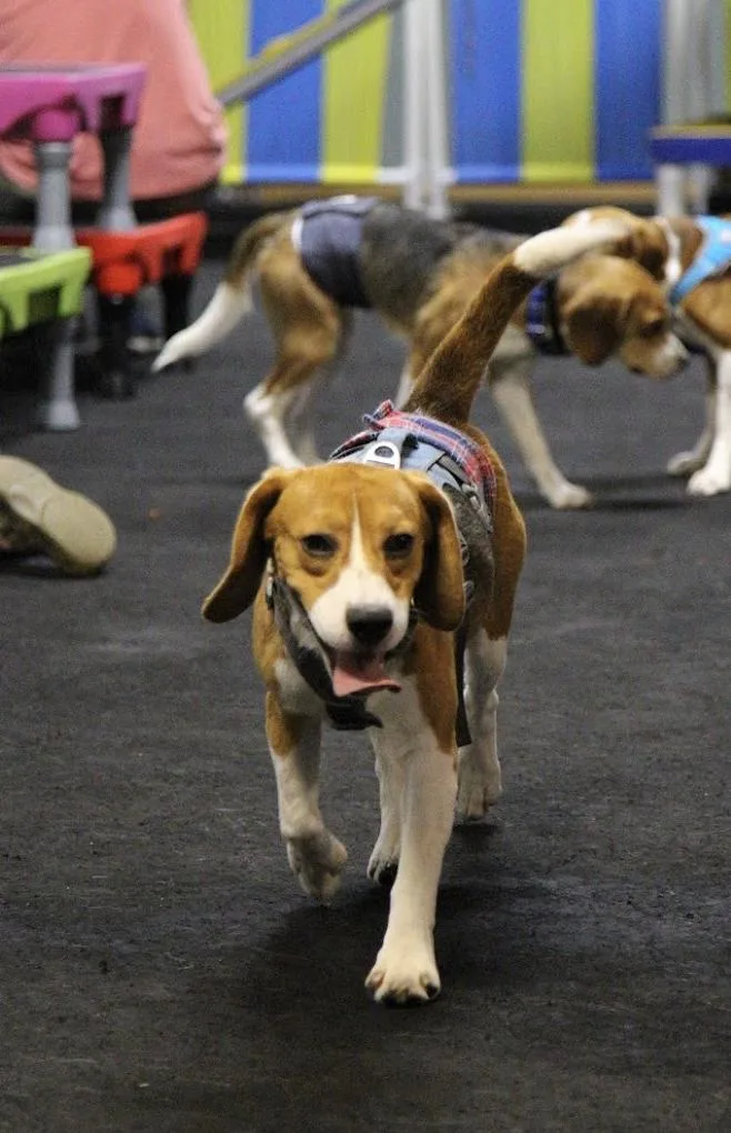 A young medium-sized male Beagle dog named Finn for adoption in Eau Claire, WI