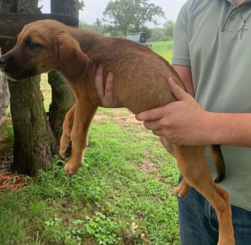 A baby medium-sized male English Coonhound dog named David Bowie for adoption in TULSA, OK