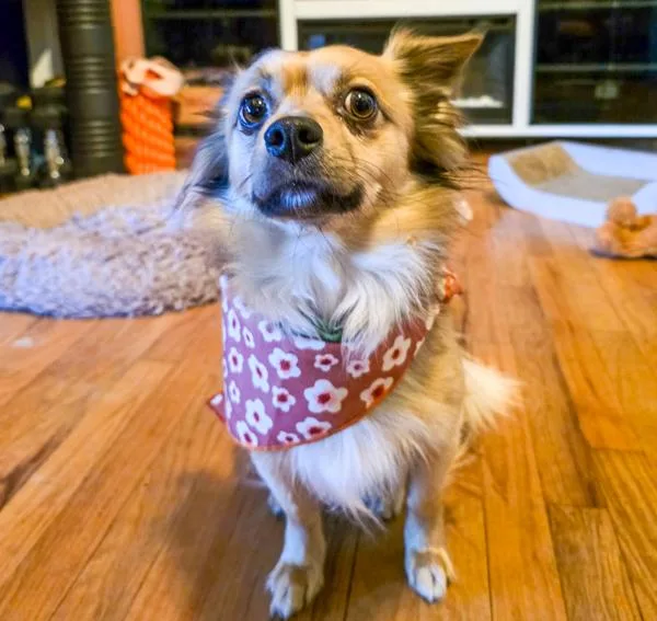Ralphie