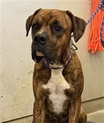 A young large-sized male Boxer dog named Clark for adoption in Camarillo, CA