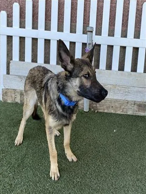 A young large-sized male German Shepherd Dog dog named Dodger for adoption in Modesto, CA