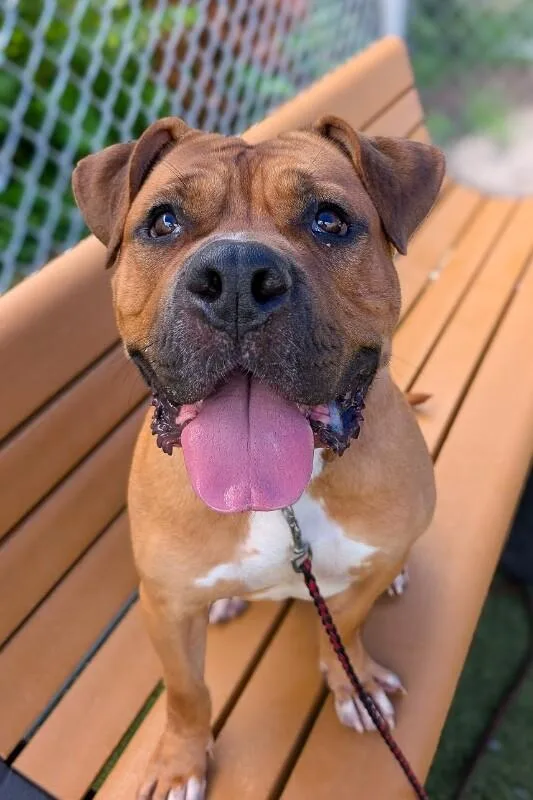 An adult large-sized male Mixed Breed dog named Speedy for adoption in Miamitown, OH