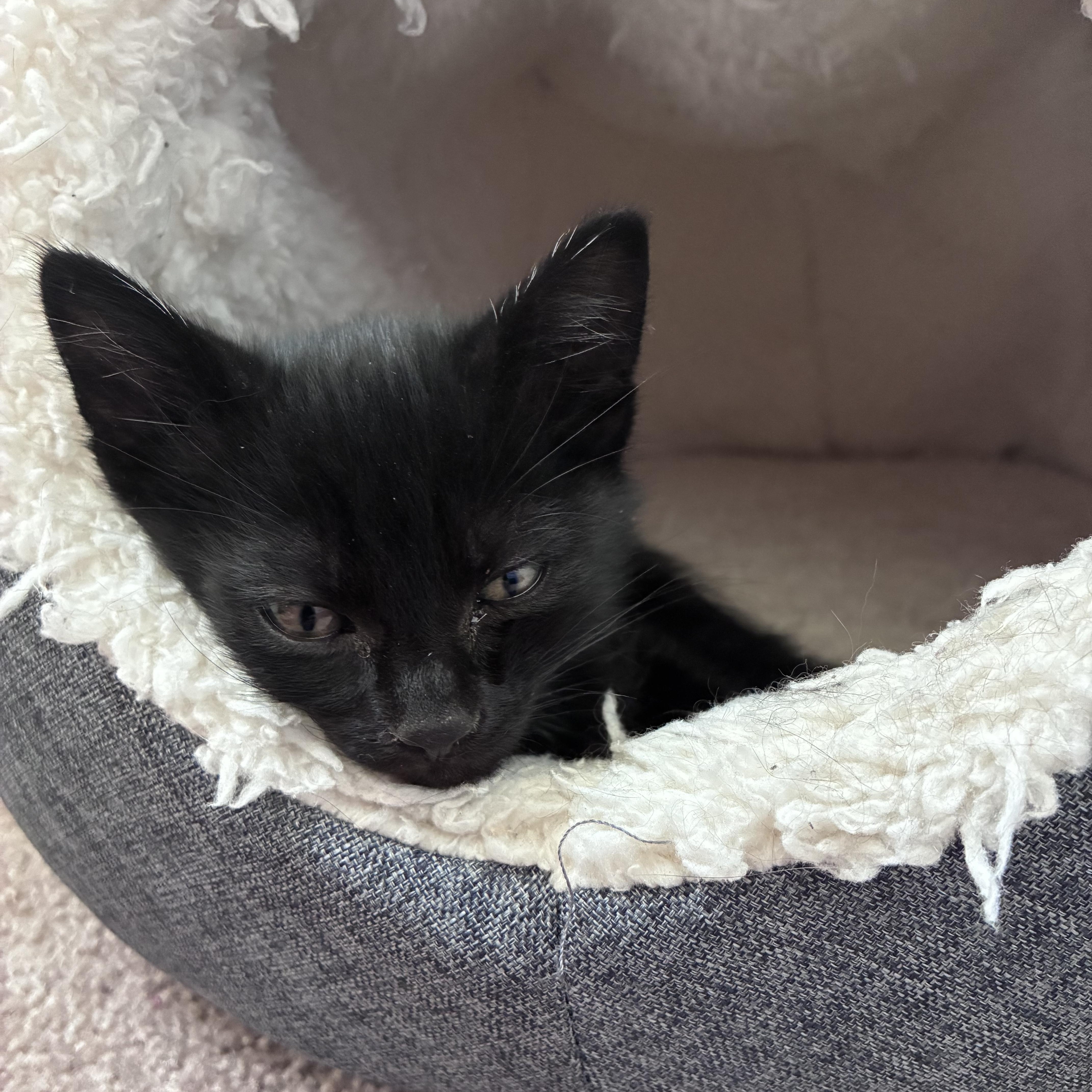 A baby medium-sized male Black Domestic Short Hair cat named Jett for adoption in Sunnyside, WA