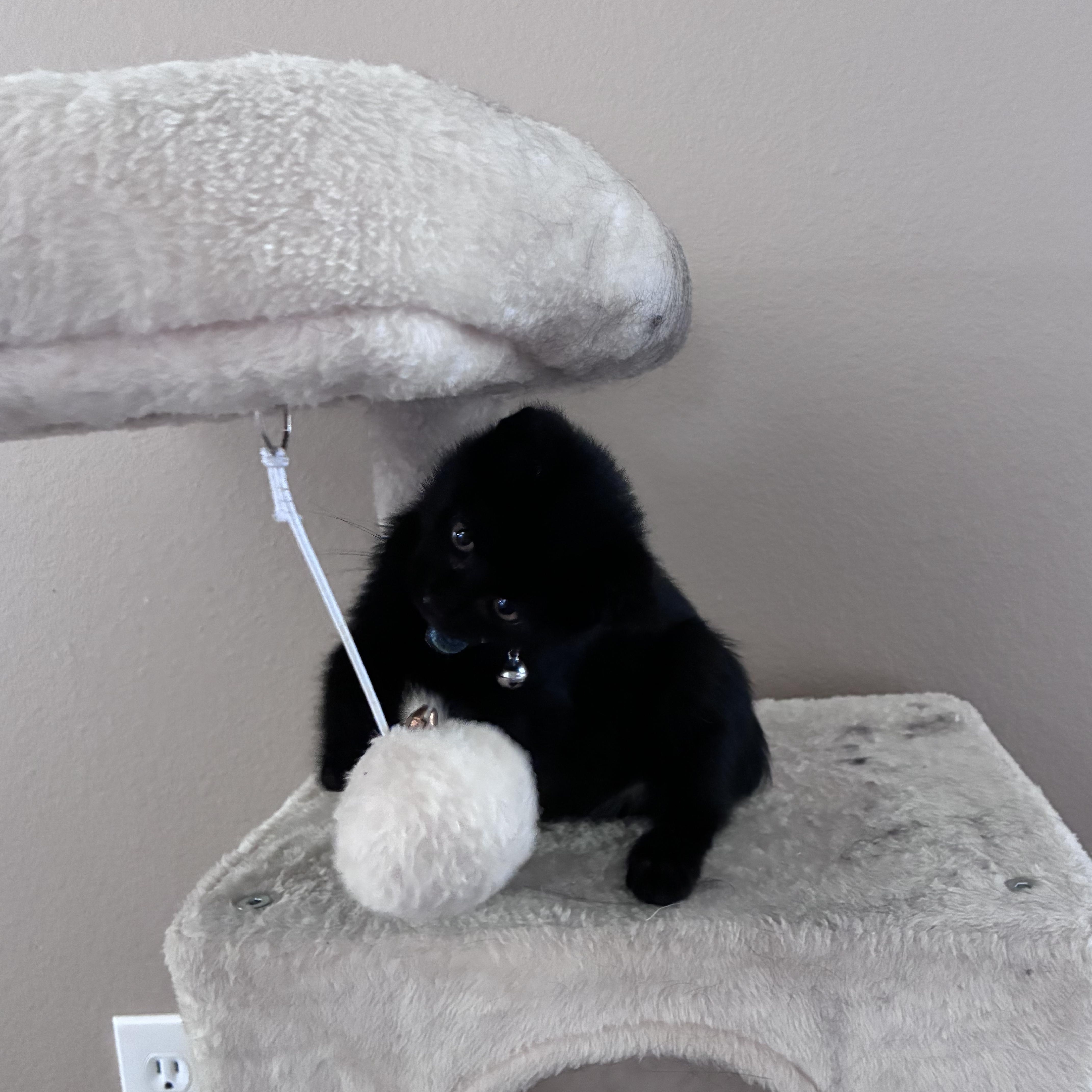 Jett thumbnail 6