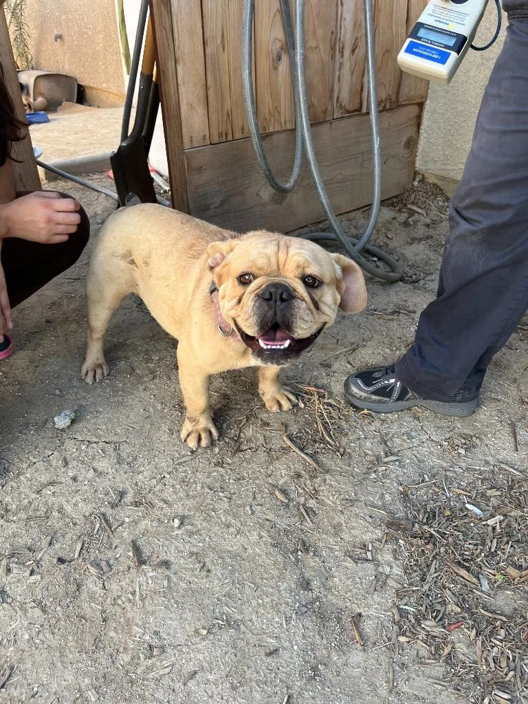 An adult medium-sized male American Bulldog dog named Jake for adoption in McFarland, CA