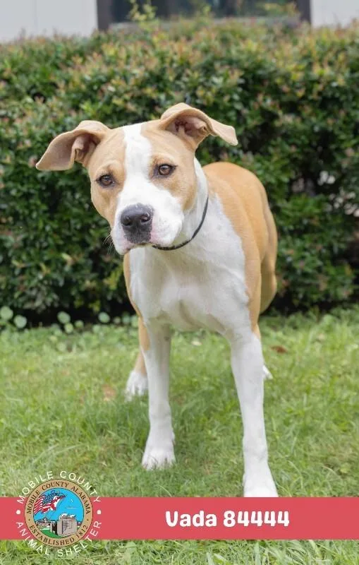 An adult medium-sized female Brown / Chocolate Mixed Breed dog named Vada for adoption in Mobile, AL
