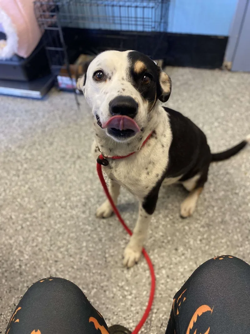 An adult large-sized female Hound dog named Molly Rae for adoption in Front Royal, VA