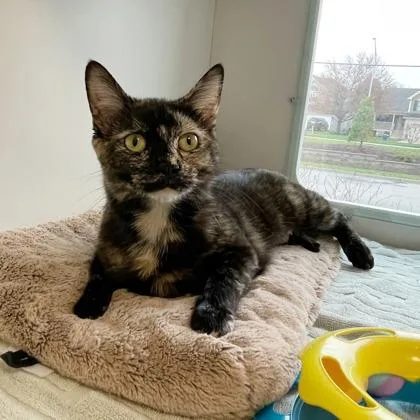 An adult small-sized female Domestic Short Hair cat named Pepper for adoption in Wheaton, IL