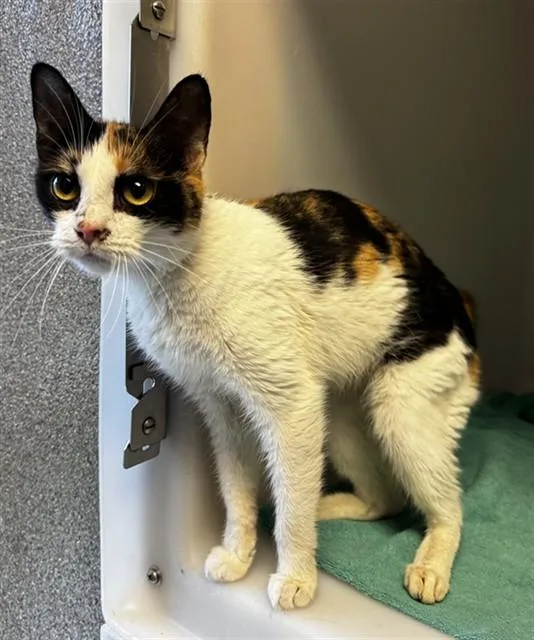 A young medium-sized female Domestic Short Hair cat named Lily for adoption in Statesville, NC