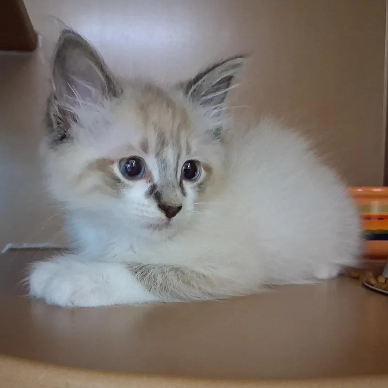 Marshmallow