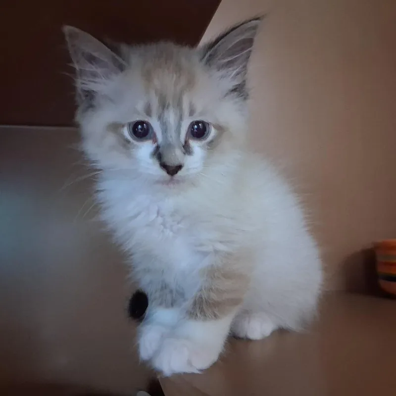 Marshmallow thumbnail 3