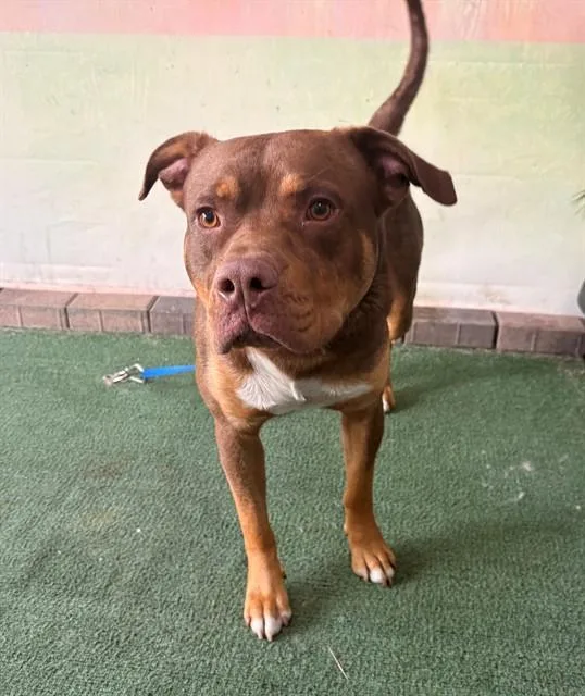 A young medium-sized male Pit Bull Terrier dog named Whiskey for adoption in Baldwin Park, CA