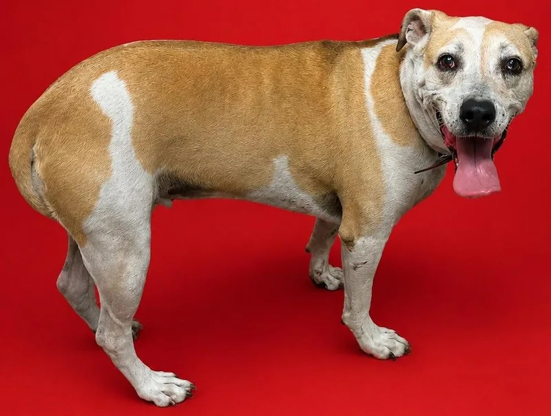 A senior large-sized female Black Mouth Cur dog named Lucy for adoption in Wauchula, FL
