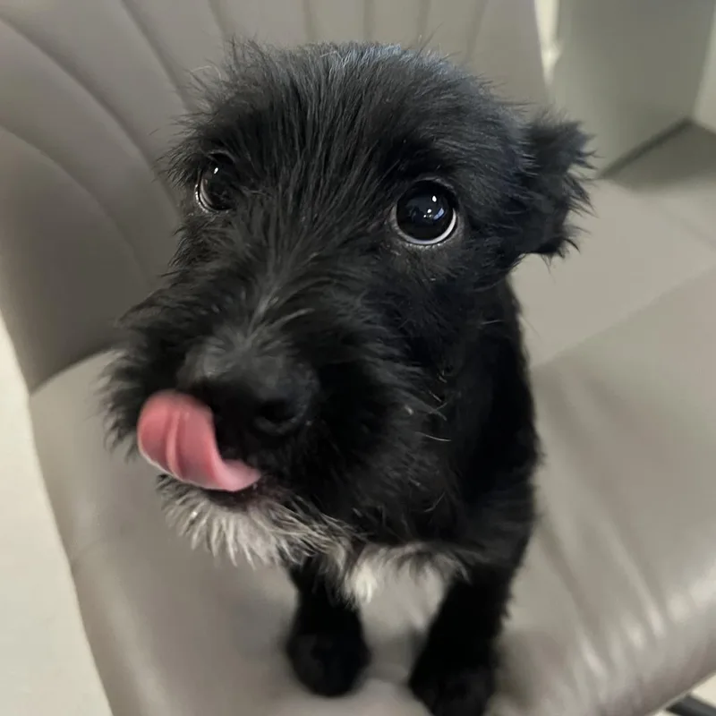 Max