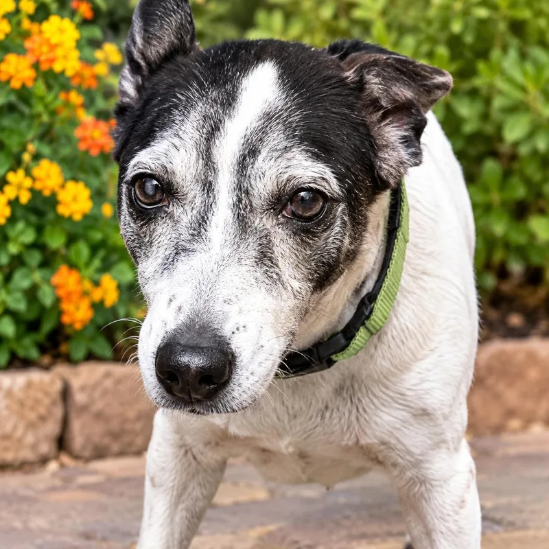An adult medium-sized male Jack Russell Terrier dog named Buster for adoption in Marana, AZ