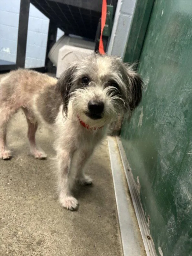 An adult small-sized male Shih Tzu dog named A for adoption in Woodland, CA