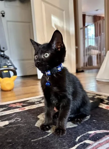A baby small-sized male Domestic Short Hair cat named Toad for adoption in Atlanta, GA