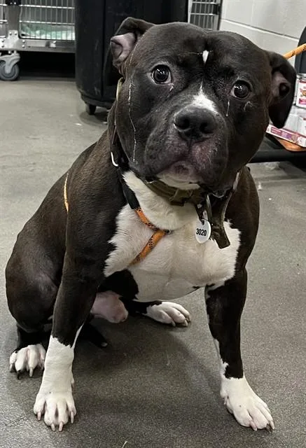 A young large-sized male Pit Bull Terrier dog named Ace for adoption in Upper Marlboro, MD