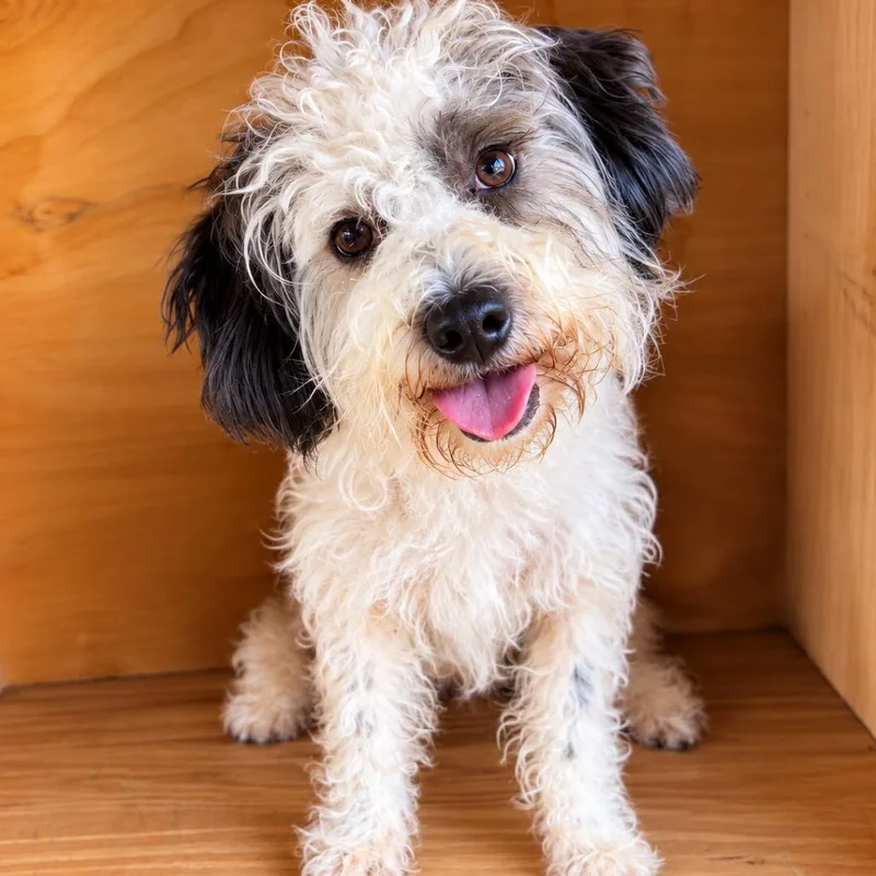 An adult small-sized male White / Cream Miniature Poodle dog named Dallas for adoption in Fredericksburg, TX