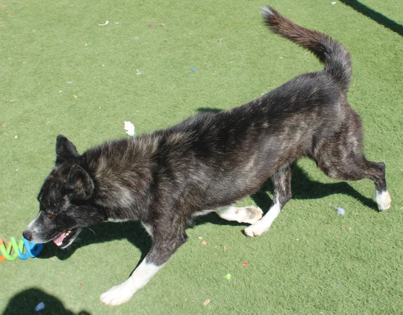 A young medium-sized male Brindle Australian Kelpie dog named Hopper for adoption in Wasco, CA
