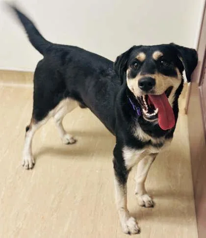 An adult large-sized male Mixed Breed dog named Forest Lake for adoption in West Chester, PA