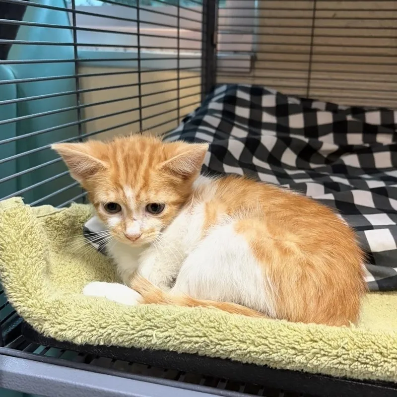 A baby medium-sized female Orange & White Domestic Short Hair cat named Jasmine for adoption in Charleston, SC