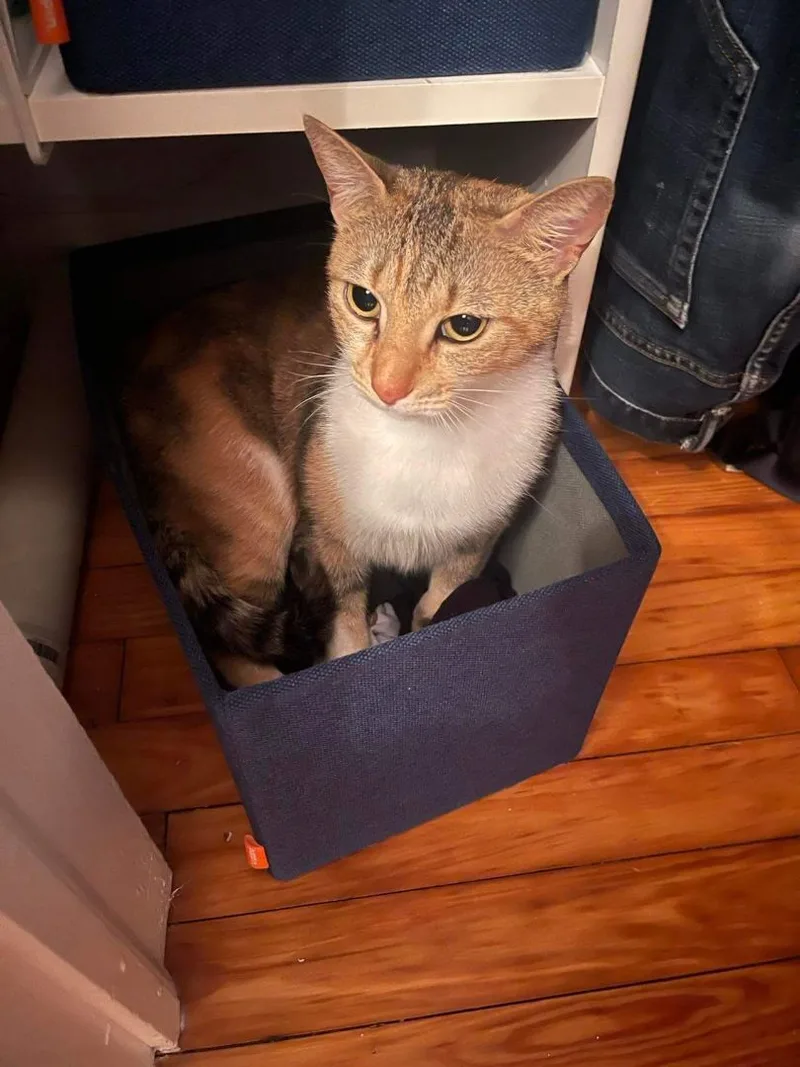 Estrella thumbnail 2