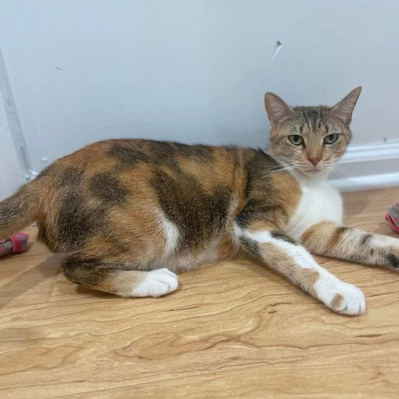 Estrella thumbnail 4