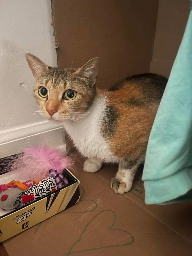 Estrella thumbnail 5