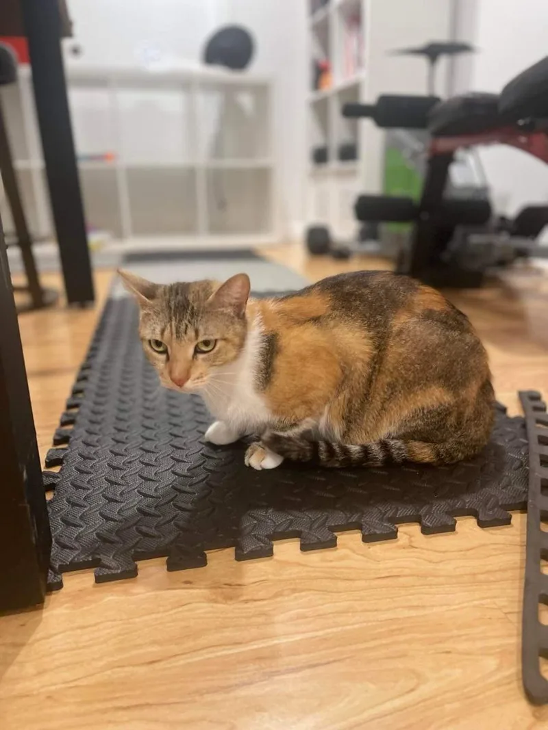 Estrella thumbnail 6