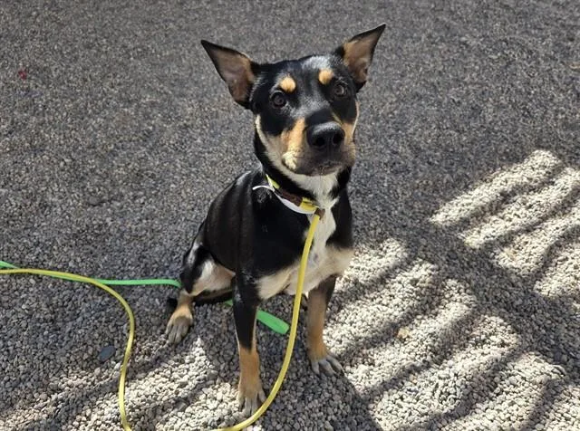 A young large-sized female Australian Kelpie dog named Love for adoption in Mesa, AZ
