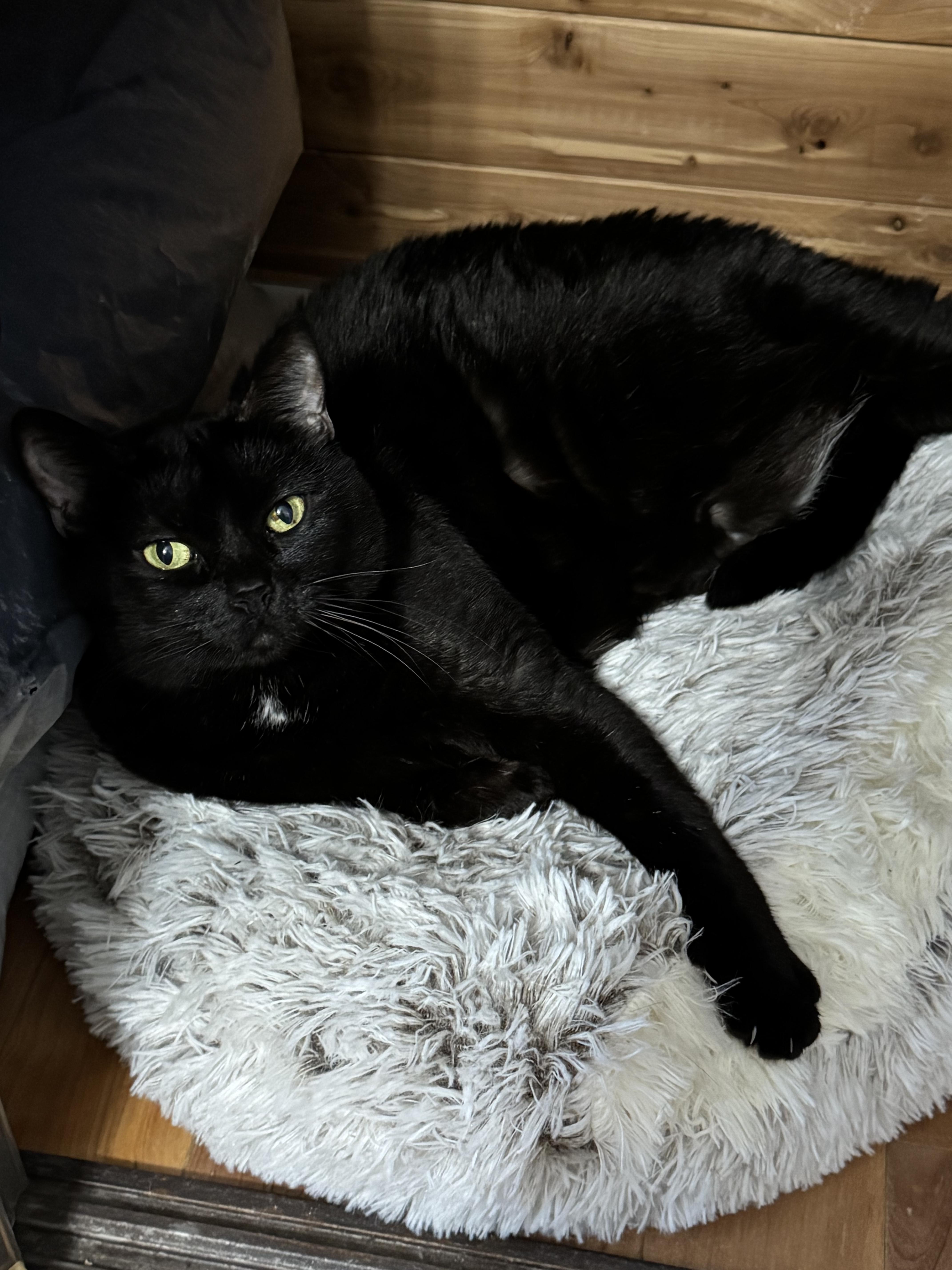 An adult medium-sized female Black Bombay cat named Holly for adoption in Beverly Hills, CA