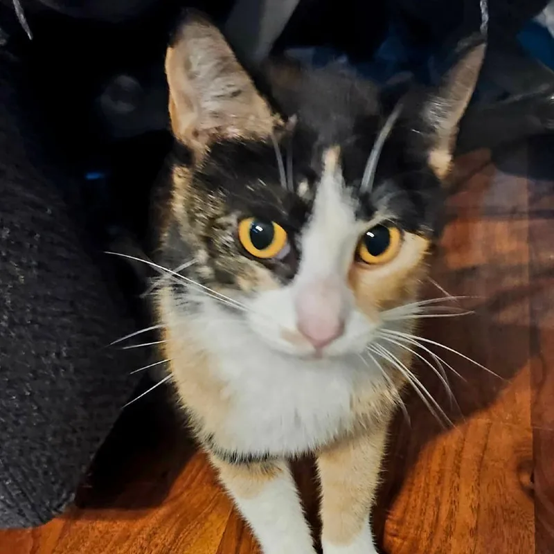 An adult small-sized female Calico Domestic Short Hair cat named Gaia for adoption in Melbourne, KY
