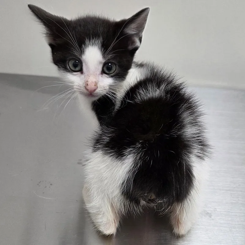 A baby medium-sized male Black & White / Tuxedo Domestic Short Hair cat named Doc for adoption in SNOW HILL, NC
