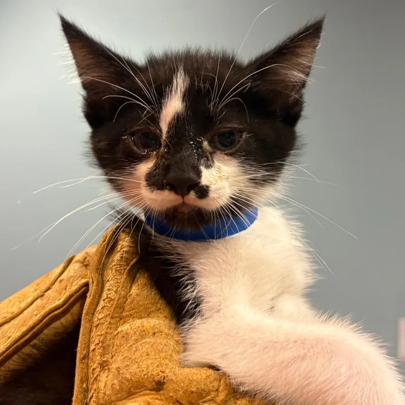 A baby small-sized male Black Domestic Short Hair cat named Cayenne for adoption in Chattanooga, TN