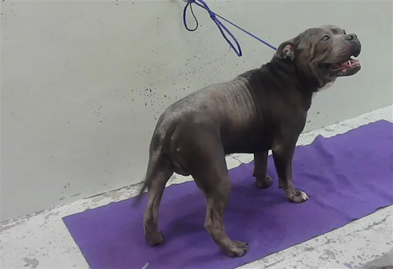 An adult large-sized male Staffordshire Bull Terrier dog named Miller for adoption in Houston, TX