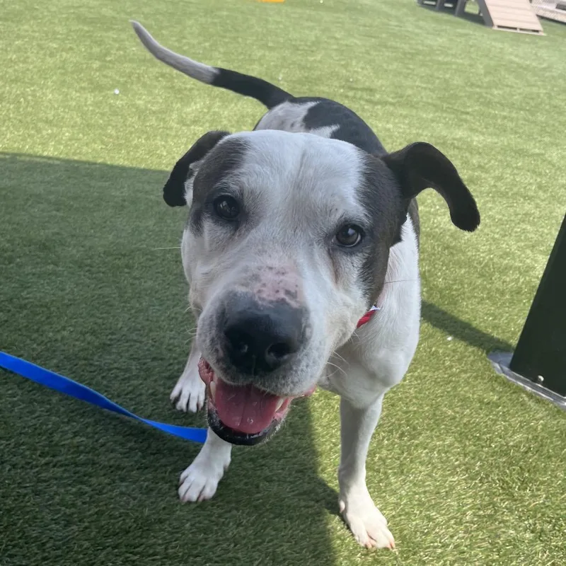 An adult medium-sized male Brown / Chocolate Pit Bull Terrier dog named Spartacus for adoption in Philadelphia, PA